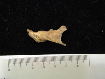 Media type: image;   Mammalogy BOM-9870 Description: Image of skeleton specimen - lateral mandible view. Detailed image of the mandible of the skeleton specimen.;